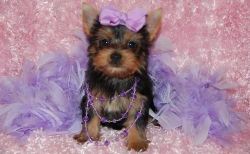 Special Offer! Yorkshire Terrier Puppies Available