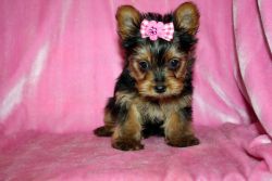ADORABLE TEACUP YORKY PUPPIES FOR ADOPTION