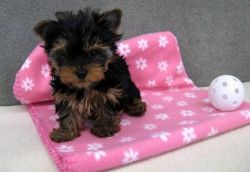 Male and female Yorkie puppies