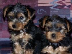 Awesome Yorkie puppies available,
