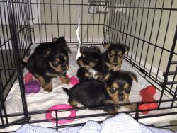 Cute Yorkshire terrier Puppies for sale