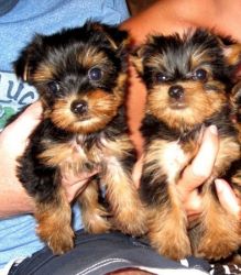 Akc Reg Tea Cup Yorkie Puppies For Adoption Text at (xxx) xxx-xxx3
