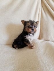 Gorgeous male and Female Yorkie Puppies