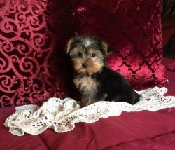 Male And FemaLe Yorkshire Terrier Puppies