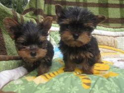 Awesome Teacup Yorkshire Terrier Puppies