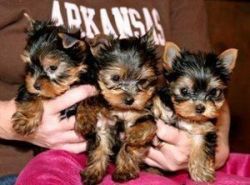 Adorable T-Cup Yorkie Puppies For you-(xxx) xxx-xxx6