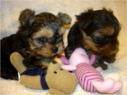 Charming T-Cup Yorkie Puppies Available