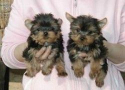 Amazing AKC Registered Yorkie Puppies Available..call(517) xxx-xxxx..