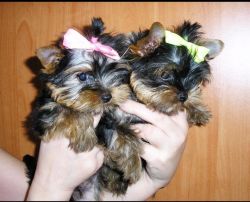 Purebred Yorkie Puppies available