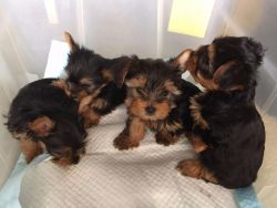 Bold,Courageous,Teacup Yorkshire Pups Ready