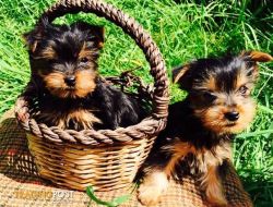 Tiny Yorkshire Terrier Puppies