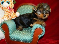 Vaccinated tea cup Yorkie puppies