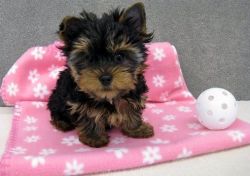 male and female Yorkie puppies available