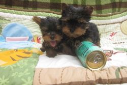Lovely Teacup Yorkie puppies .