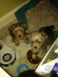 Christmas Male and female Yorkshire terrier puppies