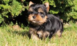 Lovely AKC Yorkshire Terrier Puppies Ready