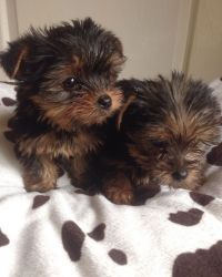 Pedigree Yorkshire Terrier Puppies