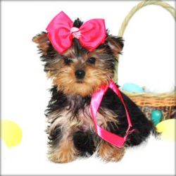 cute and adorable yorkshire Terrier puppies for your christmass