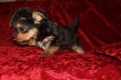 lovely and adorable yokie puppy for adoption now