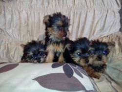 Pedigree Yorkshire Terrier Puppies For Sale