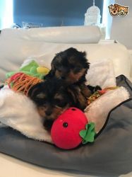 AKC Mini Healthy Yorkie Puppies For Sale