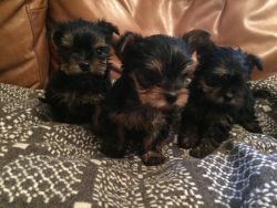 Tea Cup XMAS Yorkie's Puppies For Adoption
