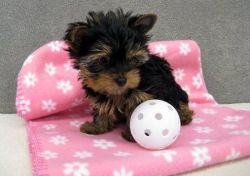 male and female Yorkie puppies to offer.