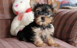 Top quality litter of Yorkie puppies,