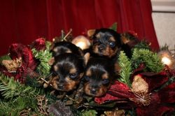 Gorgeous Yorkshire terrier Puppies for sale
