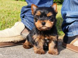 T-cup Yorkshire Terrier puppies for sale