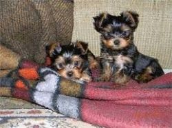 Yorkie Male and Female pups