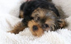 ADOURABLE yorkie puppies needing home akc registerd text us at(408) 71