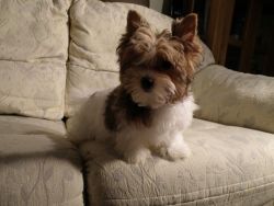 kind adorable male yorkie available