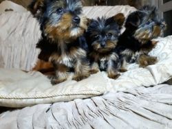 Male and female Yorkshire Terrier Puppies