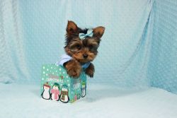 Teacup Yorkshire Terrier puppies available