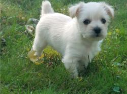 Super Cute Yorkshire Terrier puppies