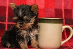 cute and playful Yorkshire Terrier puppies.