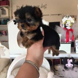 extremely cute Yorkshire terrier puppies