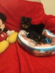 Very Tiny Male and FwmaleYorkshire Terrirer Puppies