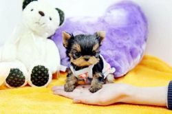 New Year Gift Teacup Yorkie Pups for sale