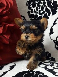 Yorkshire Terrier Puppies ready for adoption