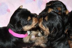 Healthy Yorkshire terrier Puppies for sale