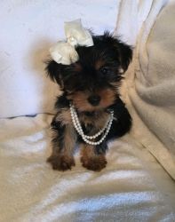 Full AKC Yorkshire Terrier Puppies