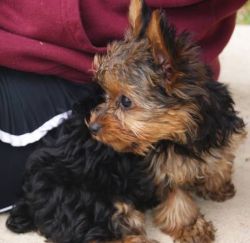 BEAUTIFUL YORKIE MALES AND FEMALE PUPPIES FOR REHOMING ASAPxxxxxxxxxx