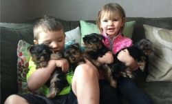 Four playful Yorkshire terrier puppies available