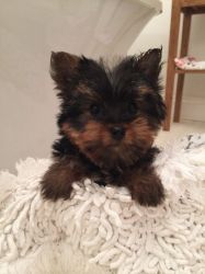Adorable Toy Yorkshire Terrier Pups