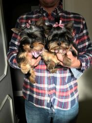 Gorgeous AKC Yorkshire Terrier Puppies.