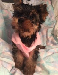 Adorable Yorkshire Terrier puppies ready