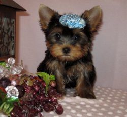 Yorkie Puppies For Adoption.