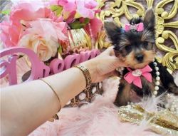 Beautiful Teacup Yorkshire Terrier puppies for sale